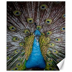 Peacock-feathers2 Canvas 20  X 24  by nateshop