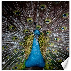 Peacock-feathers2 Canvas 16  X 16  by nateshop