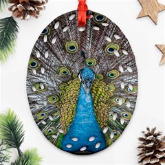 Peacock-feathers2 Ornament (oval Filigree) by nateshop