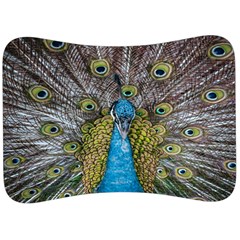 Peacock-feathers2 Velour Seat Head Rest Cushion by nateshop