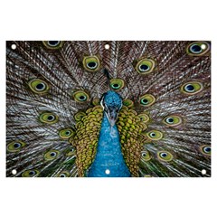 Peacock-feathers2 Banner And Sign 6  X 4  by nateshop