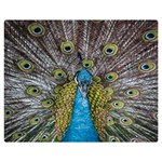 Peacock-feathers2 Premium Plush Fleece Blanket (Medium) 60 x50  Blanket Front