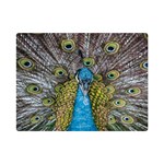 Peacock-feathers2 Premium Plush Fleece Blanket (Mini) 35 x27  Blanket Front