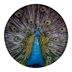 Peacock-feathers2 Round Glass Fridge Magnet (4 Pack)