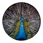 Peacock-feathers2 Round Glass Fridge Magnet (4 pack) Front