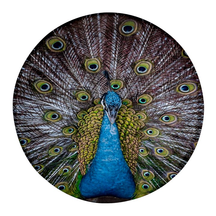 Peacock-feathers2 Round Glass Fridge Magnet (4 pack)