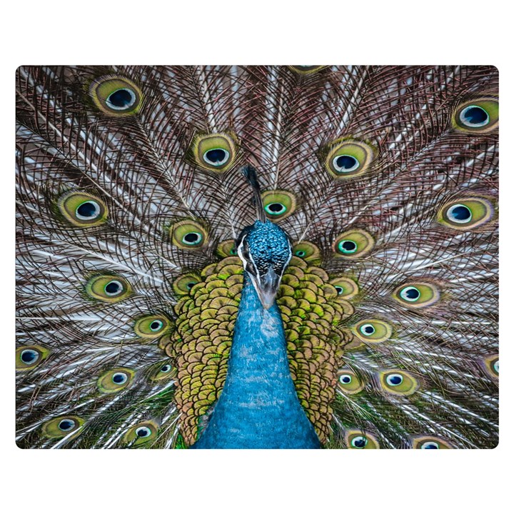 Peacock-feathers2 Premium Plush Fleece Blanket (Medium)