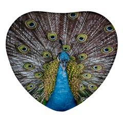 Peacock-feathers2 Heart Glass Fridge Magnet (4 Pack) by nateshop