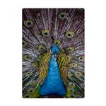 Peacock-feathers2 A5 Acrylic Clipboard Back