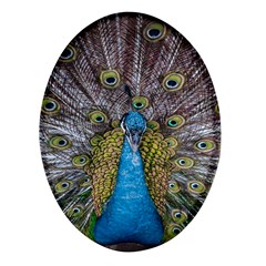 Peacock-feathers2 Oval Glass Fridge Magnet (4 Pack) by nateshop