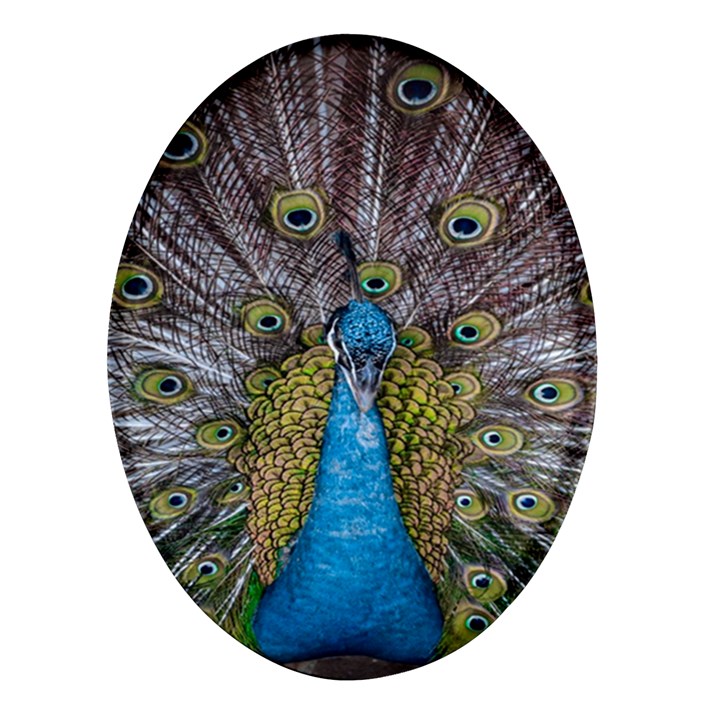 Peacock-feathers2 Oval Glass Fridge Magnet (4 pack)