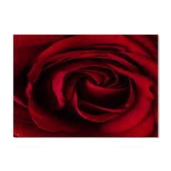 Rose Maroon Sticker A4 (10 Pack) by nateshop