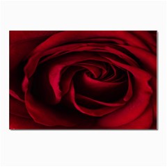 Rose Maroon Postcard 4 x 6  (pkg Of 10) by nateshop