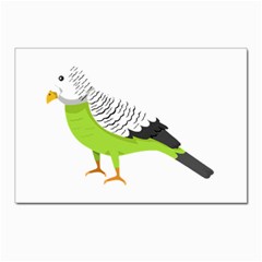 Budgerigar T- Shirt White Look Calm Budgerigar 05 T- Shirt Postcard 4 x 6  (pkg Of 10) by EnriqueJohnson