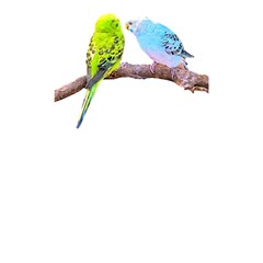 Budgies T- Shirt Cute Budgie Couple T- Shirt Shower Curtain 48  X 72  (small)  by EnriqueJohnson