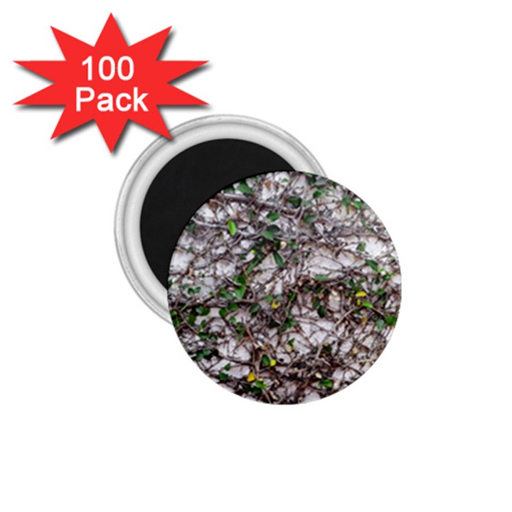 Climbing Plant At Outdoor Wall 1.75  Magnets (100 pack) 