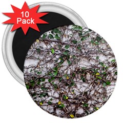 Climbing Plant At Outdoor Wall 3  Magnets (10 Pack)  by dflcprintsclothing