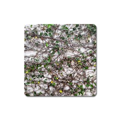 Climbing Plant At Outdoor Wall Square Magnet by dflcprintsclothing