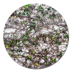 Climbing Plant At Outdoor Wall Magnet 5  (round) by dflcprintsclothing