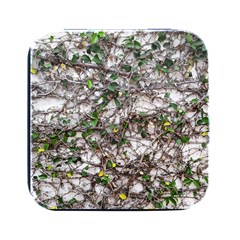 Climbing Plant At Outdoor Wall Square Metal Box (black) by dflcprintsclothing