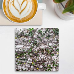 Climbing Plant At Outdoor Wall Uv Print Square Tile Coaster  by dflcprintsclothing