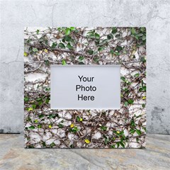 Climbing Plant At Outdoor Wall White Box Photo Frame 4  X 6  by dflcprintsclothing