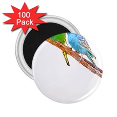 Budgies T- Shirt Cute Budgies Beaking T- Shirt 2.25  Magnets (100 pack) 