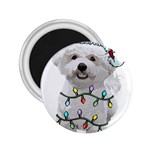 White Bichon Frise Dog T- Shirt White Bichon Frise Dog Santa Christmas Tree Lights Xmas T- Shirt 2.25  Magnets Front