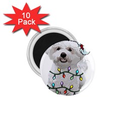 White Bichon Frise Dog T- Shirt White Bichon Frise Dog Santa Christmas Tree Lights Xmas T- Shirt 1 75  Magnets (10 Pack)  by ZUXUMI