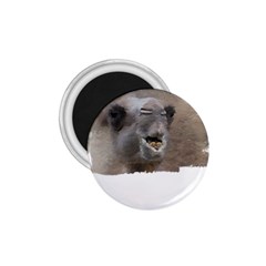 Camel T- Shirt Camel Portrait T- Shirt 1 75  Magnets