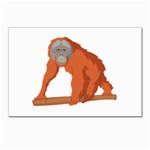 Orangutan T-shirtwhite Look Calm Orangutan 07 T-shirt (1) Postcard 4 x 6  (Pkg of 10) Front