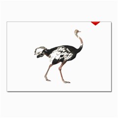 Ostrich T-shirtsteal Your Heart Ostrich 05 T-shirt Postcard 4 x 6  (pkg Of 10) by EnriqueJohnson