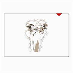 Ostrich T-shirtsteal Your Heart Ostrich 44 T-shirt Postcard 4 x 6  (pkg Of 10) by EnriqueJohnson