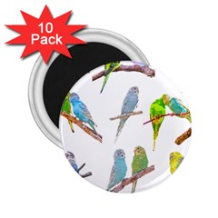 Parakeet T-shirtlots Of Colorful Parakeets - Cute Little Birds T-shirt 2.25  Magnets (10 pack) 