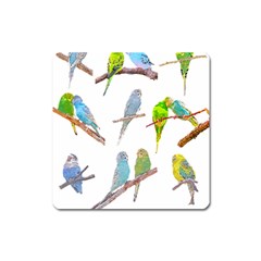 Parakeet T-shirtlots Of Colorful Parakeets - Cute Little Birds T-shirt Square Magnet