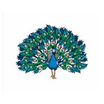 Peacock T-shirtwhite Look Calm Peacock 10 T-shirt Two Sides Premium Plush Fleece Blanket (Medium) 60 x50  Blanket Front