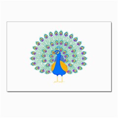 Peacock T-shirtwhite Look Calm Peacock 28 T-shirt (1) Postcard 4 x 6  (pkg Of 10)