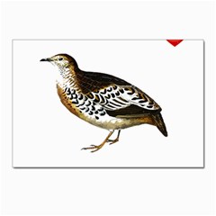 Quail T-shirtsteal Your Heart Quail 02 T-shirt Postcard 4 x 6  (pkg Of 10) by EnriqueJohnson