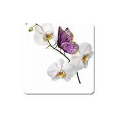 Butterfly Art T- Shirtbutterfly T- Shirt (2) Square Magnet