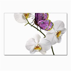 Butterfly Art T- Shirtbutterfly T- Shirt (2) Postcard 4 x 6  (Pkg of 10)