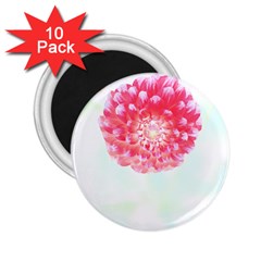 Flower T- Shirtflower T- Shirt 2.25  Magnets (10 pack) 