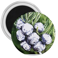 Gin T- Shirt Gin Juniper Berry Plant Photo T- Shirt 3  Magnets