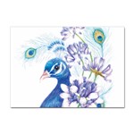 Peacock Sticker A4 (10 pack) Front