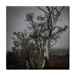 Nature s Resilience: Tierra Del Fuego Forest, Argentina Tile Coaster by dflcprintsclothing