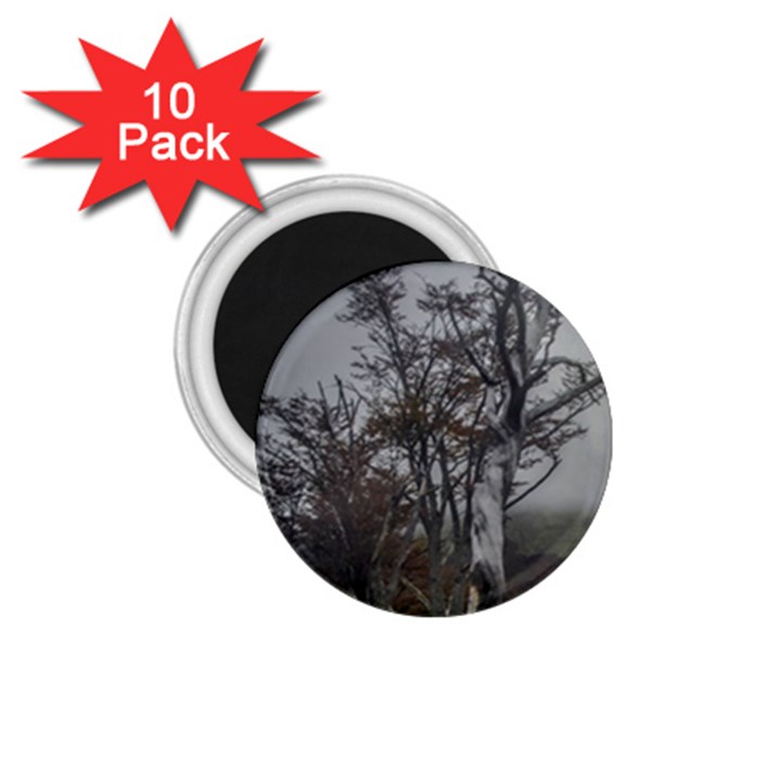 Nature s Resilience: Tierra del Fuego Forest, Argentina 1.75  Magnets (10 pack) 