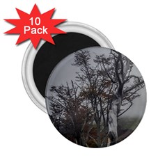 Nature s Resilience: Tierra Del Fuego Forest, Argentina 2 25  Magnets (10 Pack)  by dflcprintsclothing