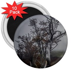 Nature s Resilience: Tierra Del Fuego Forest, Argentina 3  Magnets (10 Pack)  by dflcprintsclothing