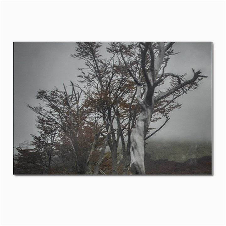 Nature s Resilience: Tierra del Fuego Forest, Argentina Postcards 5  x 7  (Pkg of 10)