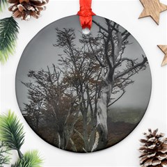 Nature s Resilience: Tierra Del Fuego Forest, Argentina Round Ornament (two Sides)