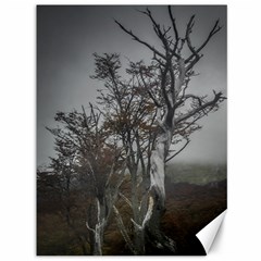 Nature s Resilience: Tierra Del Fuego Forest, Argentina Canvas 36  X 48  by dflcprintsclothing